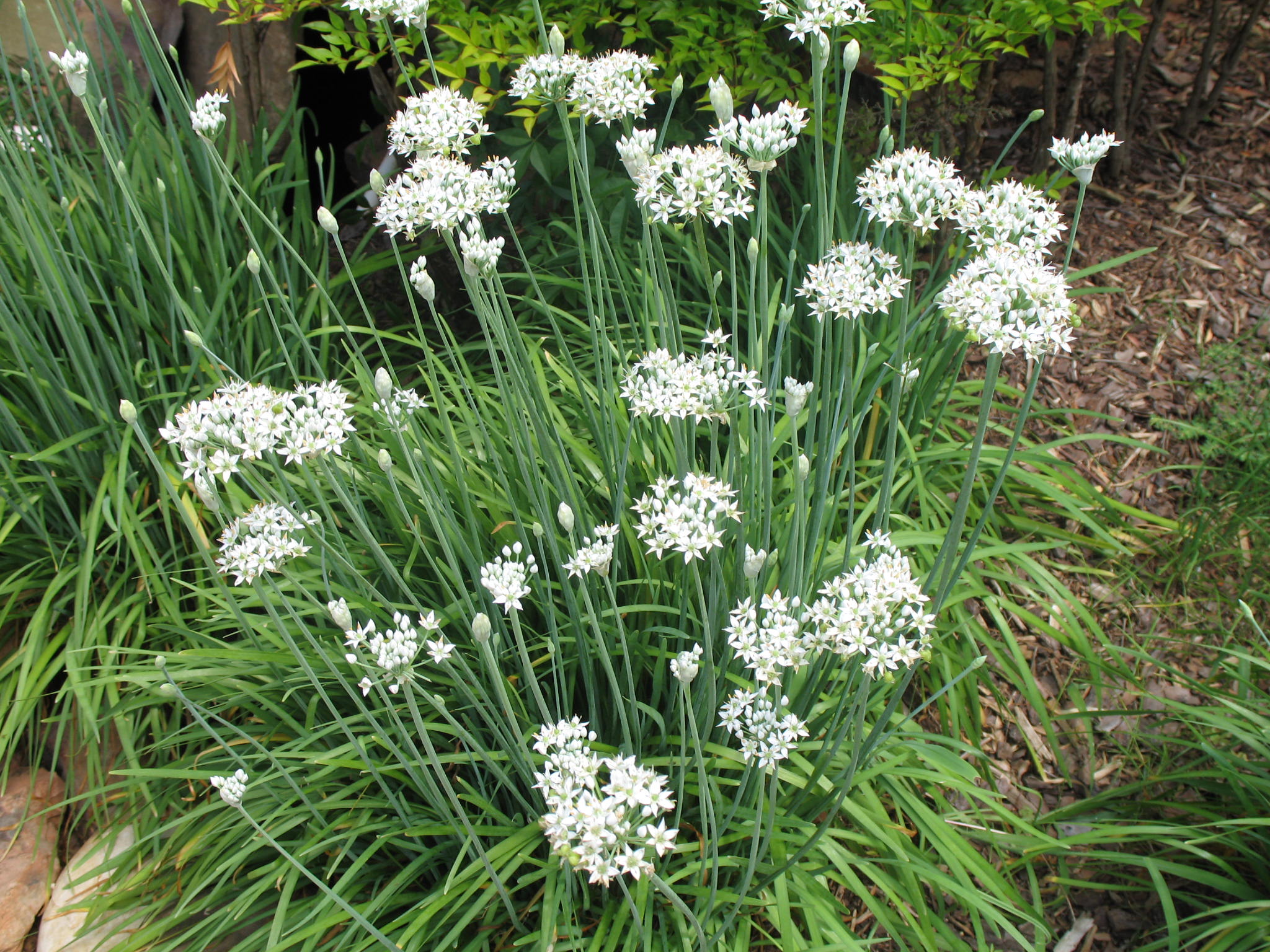 Online Plant Guide Allium Schoenoprasum Chives online-plant-guide-allium-schoenoprasum-chives